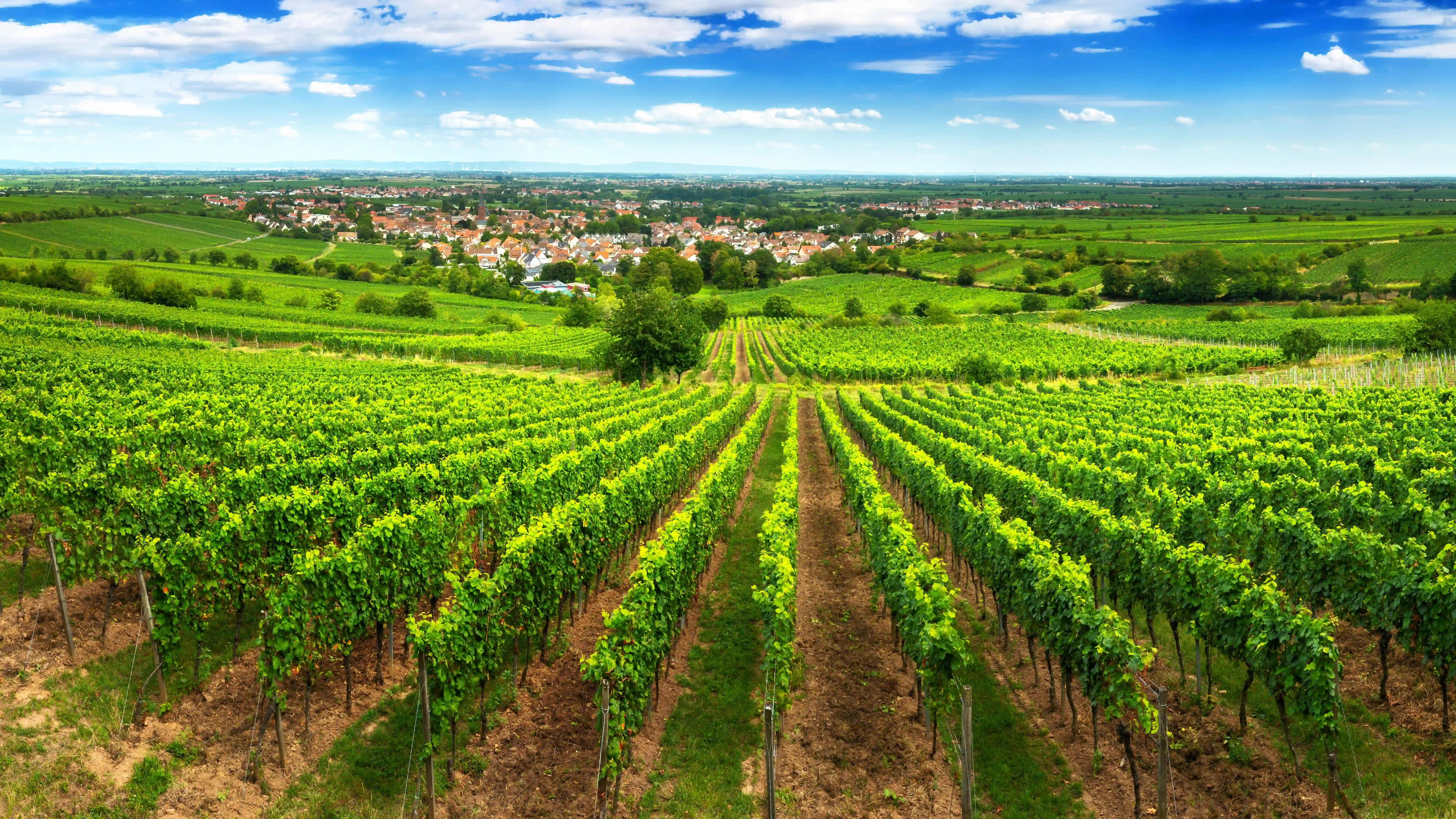 Ihr Immobilienmakler in Pfalz