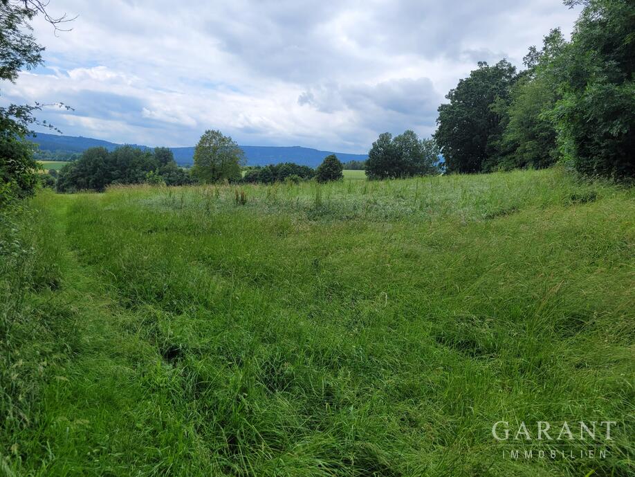 Wiese (2)