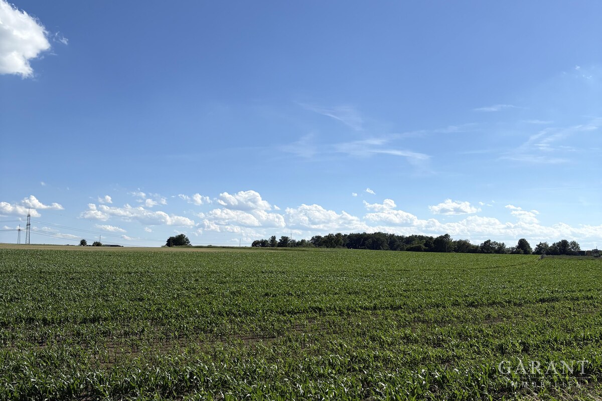 Feld